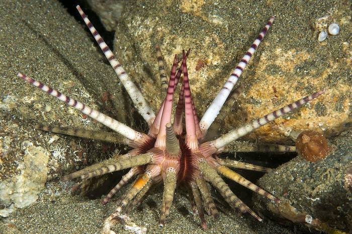 Морской еж  Prionocidaris baculosa, фото фотография иглокожие