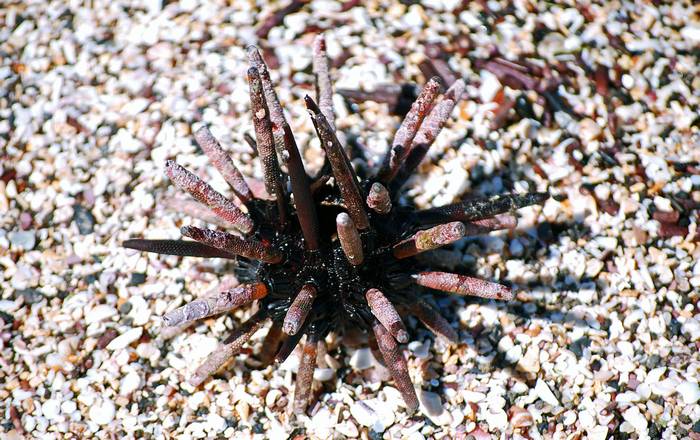 Морской еж Eucidaris galapagensis, фото фотография иглокожие