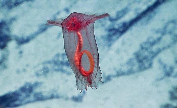 Морской огурец, голотурия Enypniastes eximia, фото фотография иглокожие