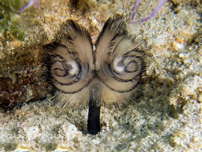 Морской червь Phoronis australis, фото фотография первичноротые