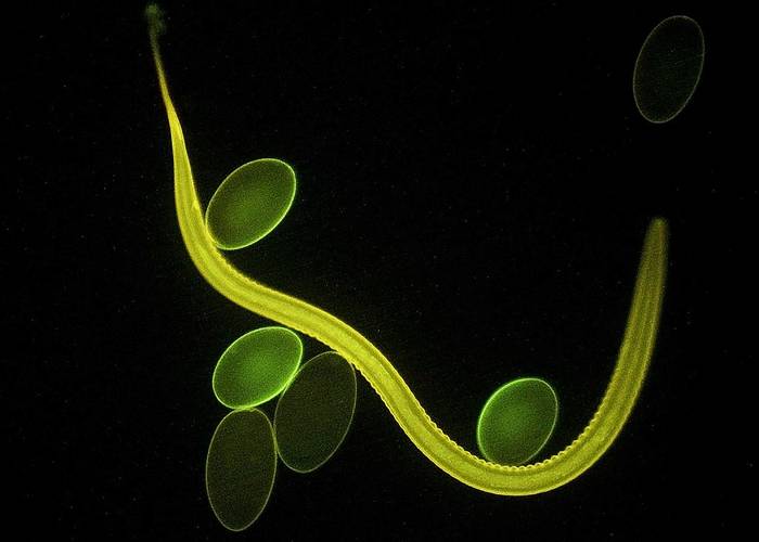 Гемонхус контортус (Haemonchus contortus), фото фотография черви