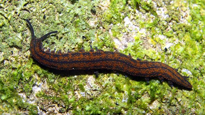 Онихофора Peripatoides novaezealandiae, фото фотография черви