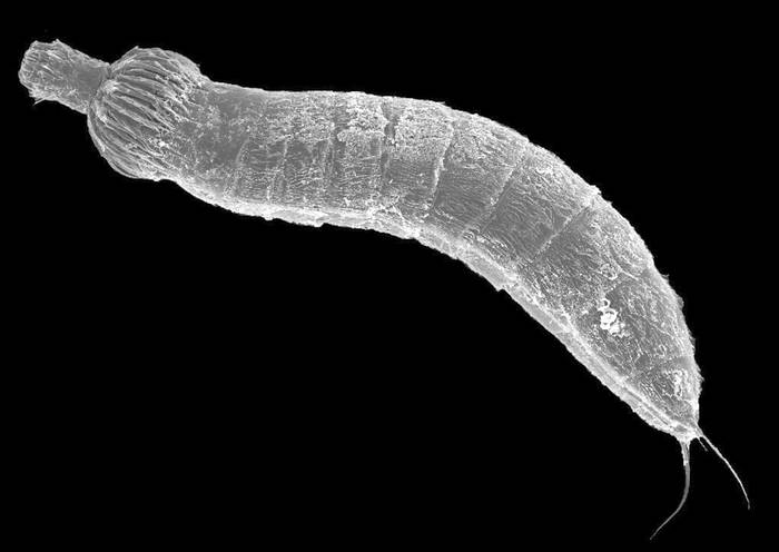 Киноринх (Echinoderes marthae), фото фотография беспозвоночные