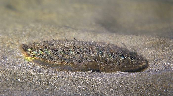 Морская мышь (Aphrodita aculeata), фото фотография беспозвоночные