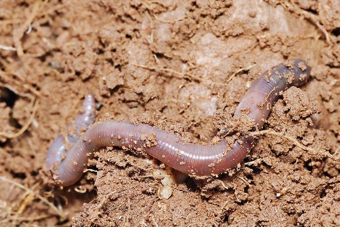 Дождевой червь (Amynthas sp.), фото фотография беспозвоночные