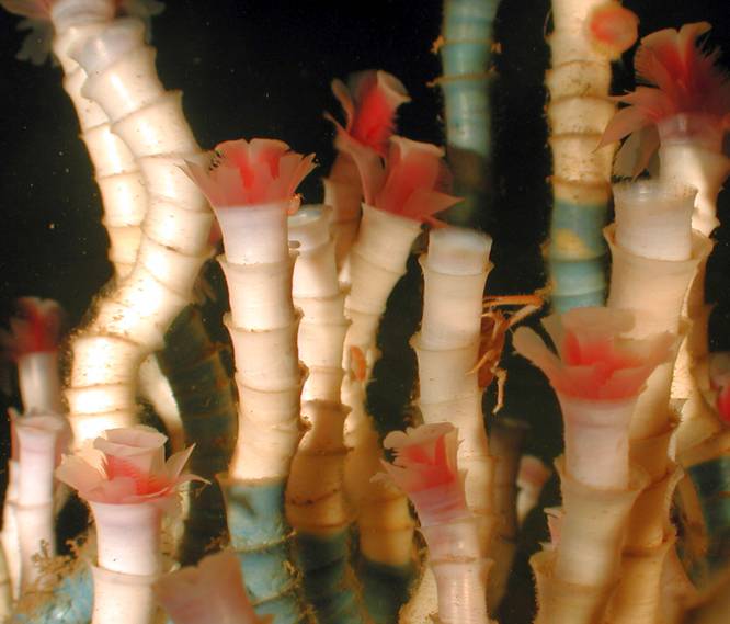 Погонофоры Lamellibrachia luymesi, фото фотография беспозвоночные