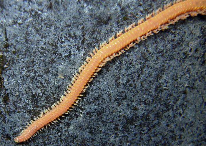 Представитель сем. Lumbrineridae, фото фотография беспозвоночные