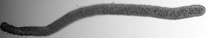 Гаплогнатия (Haplognathia filum), фото фотография беспозвоночные