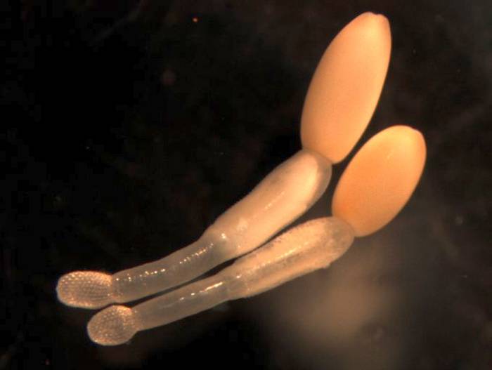 Профиликоллис (Profilicollis altmani), фото фотография беспозвоночные