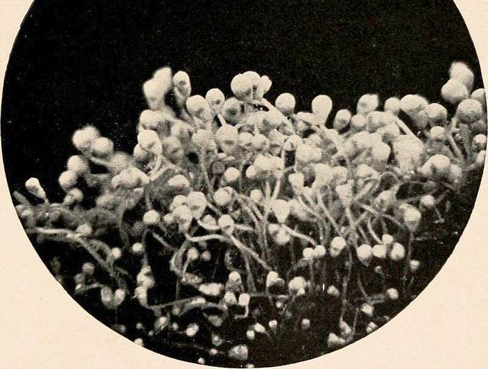 Внутрипорошицевые Pedicellina americana, фото фотография беспозвоночные