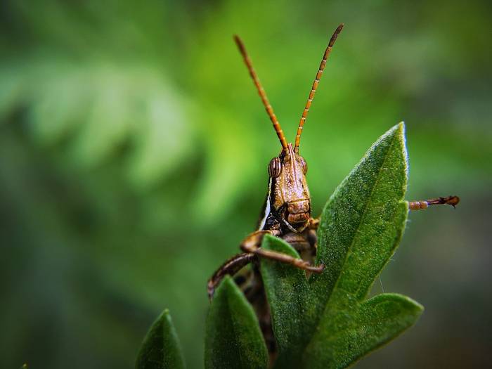 Кузнечик в траве, фото фотография насекомые