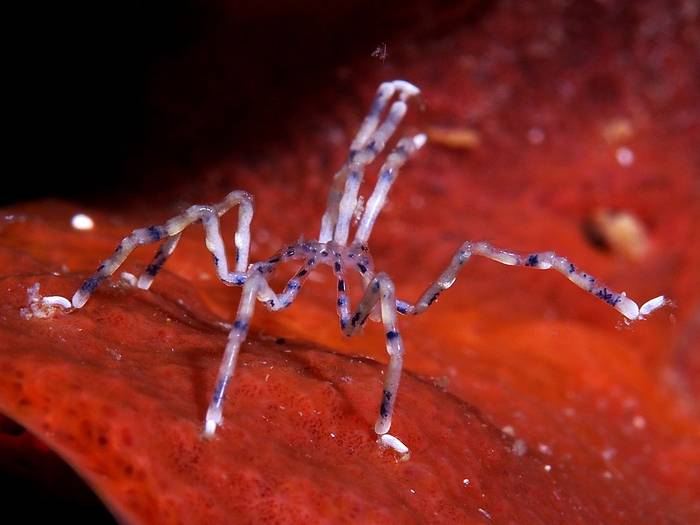 Морской паук (Endeis flaccida), фото фотография хелицеровые