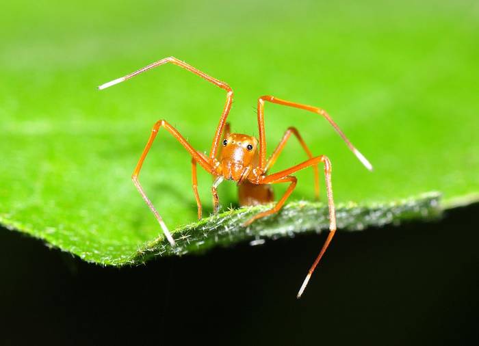 Крабовый паук-муравей (Amyciaea lineatipes), фото фотография хелицеровые