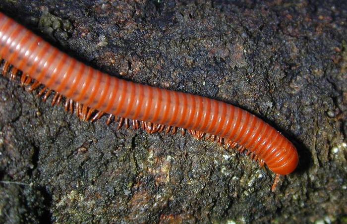 Двупарноногая многоножка (Diplopoda), фото фотография членистоногие