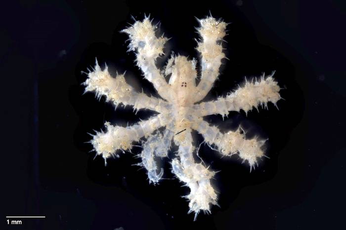 Морской паук Nymphopsis bathursti, фото фотография членистоногие