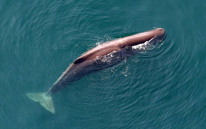 Кашалот (Physeter macrocephalus), фото фотография киты