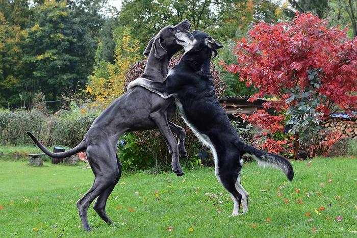 Играющие собаки, фото фотография собаки