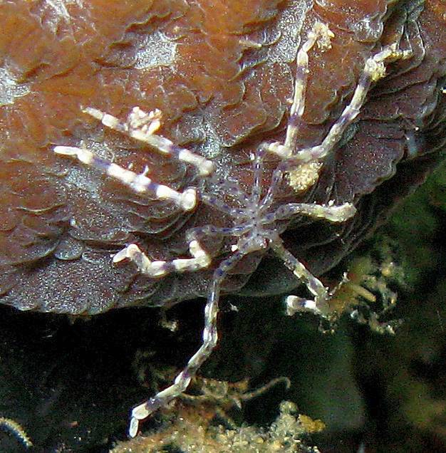 Морской паук (Pycnogonida), фото фотография ракообразные