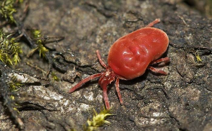 Обыкновенная краснотелка (Trombidium holosericeum), фото фотография паукообразные