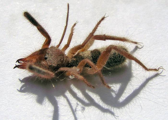 Сольпуга (Gluvia dorsalis), фото фотография паукообразные