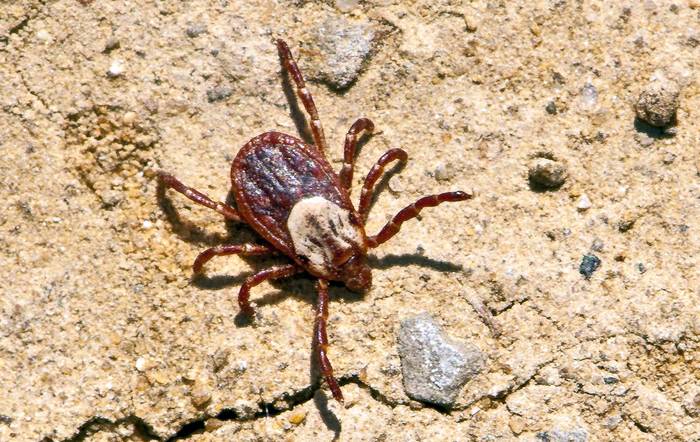 Изменчивый клещ (Dermacentor occidentalis), фото фотография паукообразные