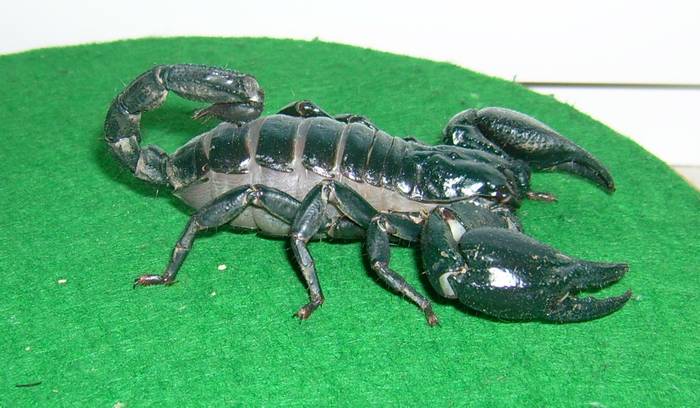 Императорский скорпион (Pandinus imperator), фото фотография паукообразные