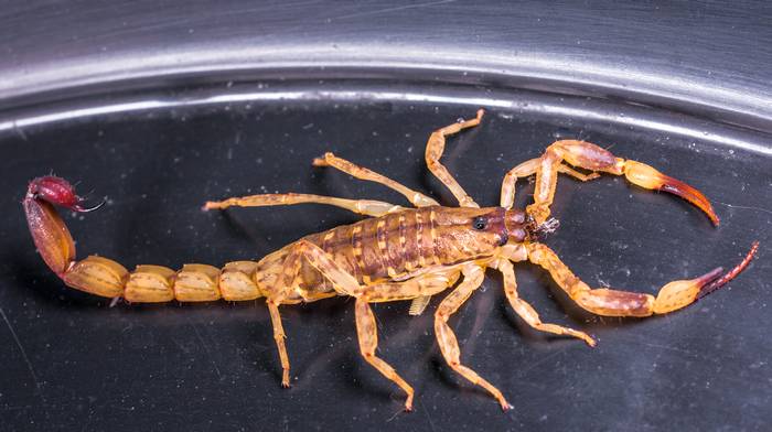 Скорпион, фото фотография паукообразные