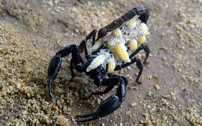 Самка скорпиона с детенышами, фото фотография паукообразные