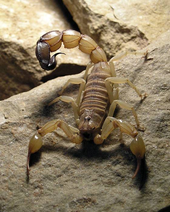 Желтый древесный скорпион (Androctonus australis), фото фотография паукообразные