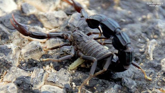 Толстохвостый скорпион (Androctonus crassicauda), фото фотография паукообразные