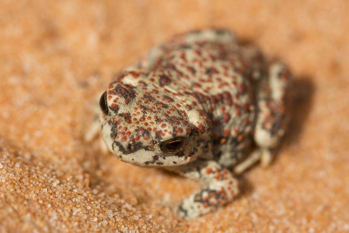 Камышовая жаба (Bufo calamita), фото фотография амфибии