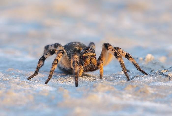 Тарантул (Lycosa singoriensis), фото фотография паукообразные