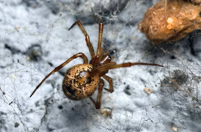 Американский домовый паук (Parasteatoda tepidariorum), фото фотография паукообразные