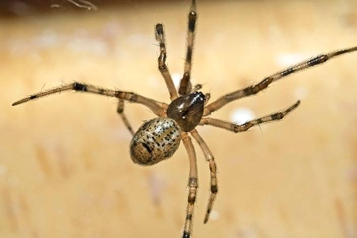 Американский домовый паук (Parasteatoda tepidariorum), фото фотография паукообразные