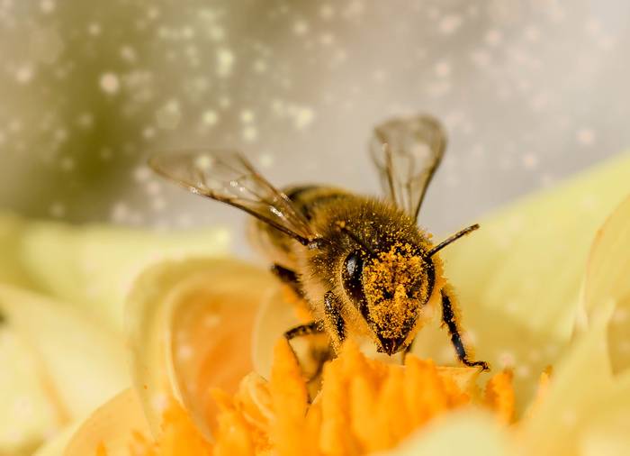 Медоносная пчела (Apis mellifera), фото насекомые фотография