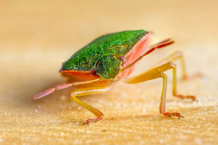 Щитник зелёный древесный (Palomena prasina), фото фотография насекомые