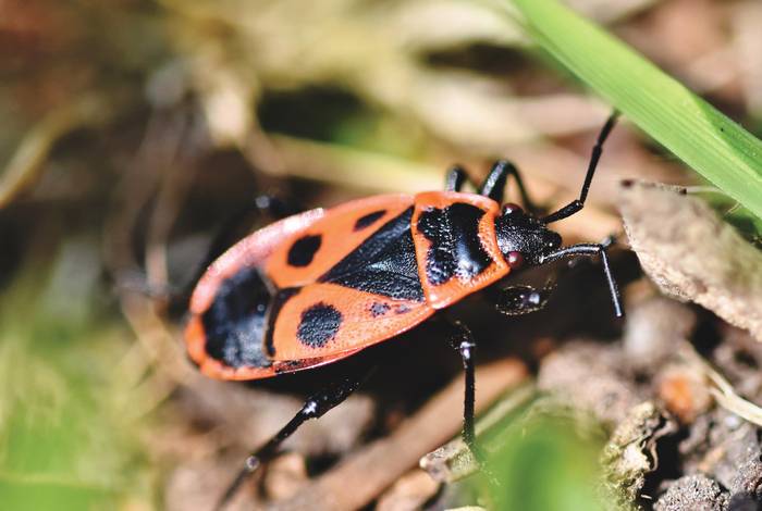 Клоп-солдатик, красный клоп (Pyrrhocoris apterus), фото фотография насекомые