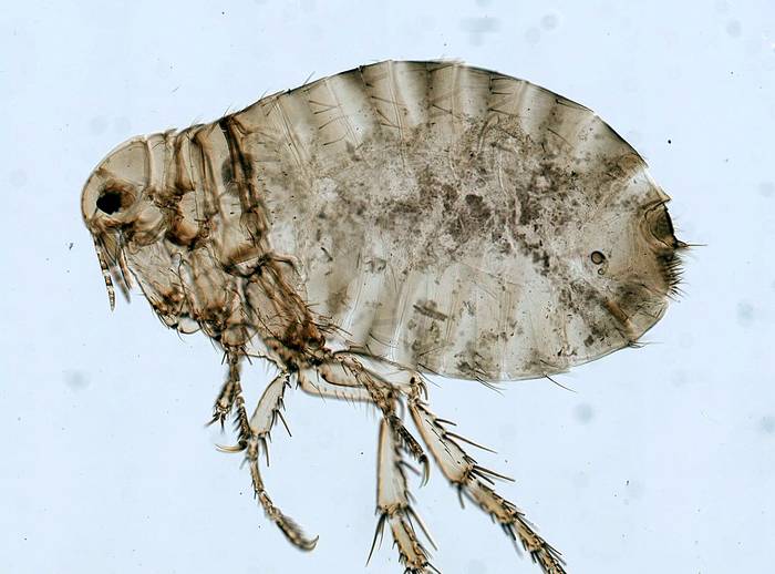 Человеческая блоха (Pulex irritans), фото фотография картинка насекомые