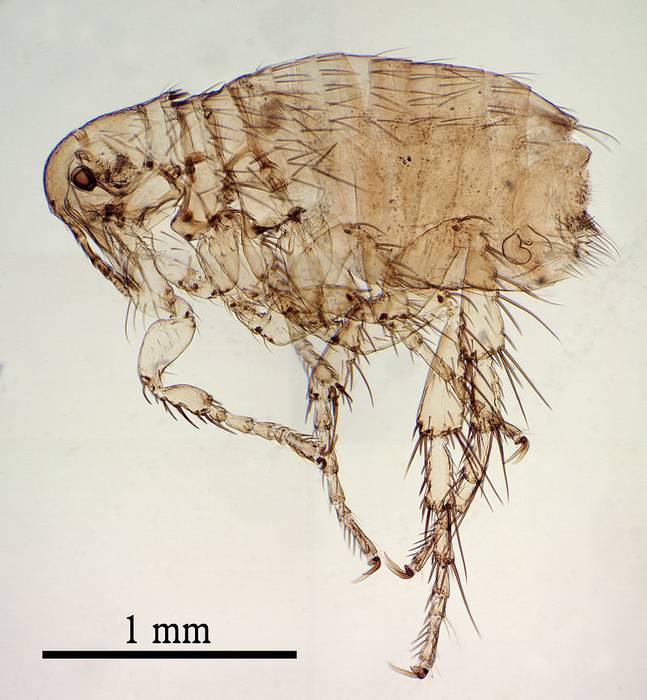 Собачья блоха (Ctenocephalides canis), фото насекомые фотография изображение