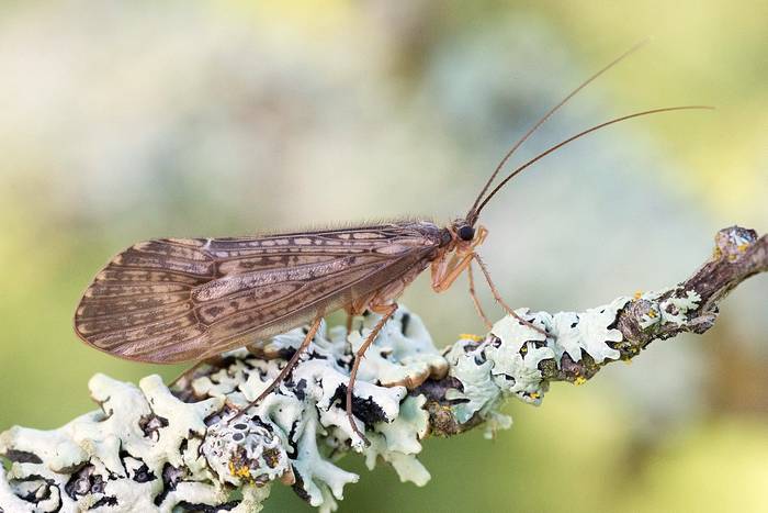 Ручейник, Halesus tesselatus, самка, фото насекомые фотография