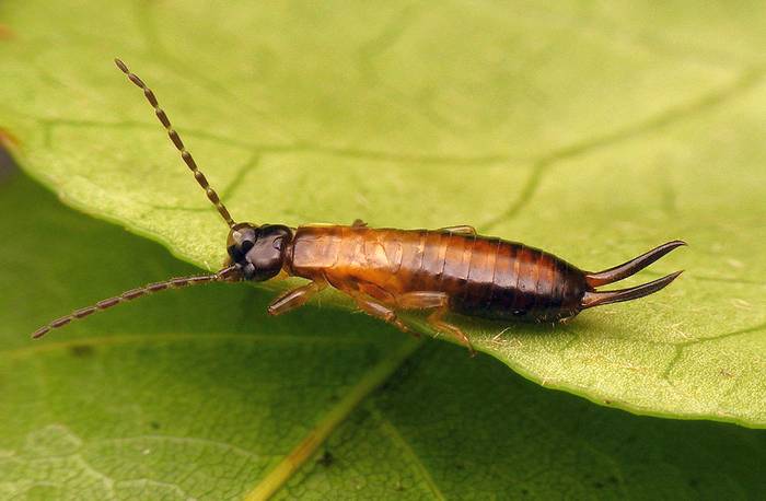 Уховёртка (Guanchia sp.), фото насекомые фотография
