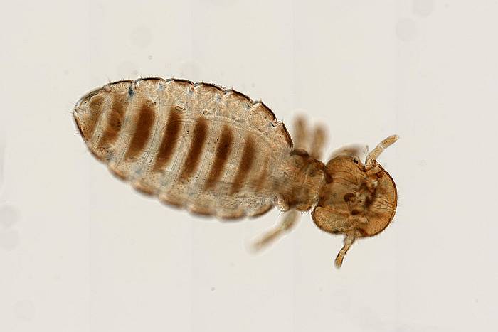 Власоед собачий (Trichodectes canis), самец, фото фотография насекомые паразиты