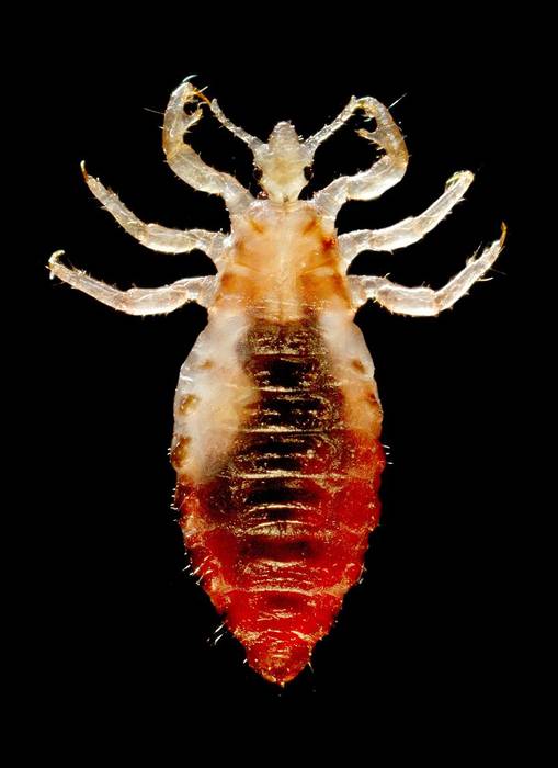 Человеческая вошь (Pediculus humanus), самец, фото фотография насекомые паразиты