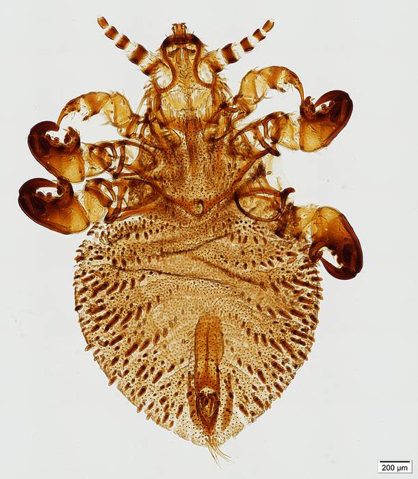 Антарктофтирус (Antarctophthirus trichechi), самец, фото фотография насекомые паразиты
