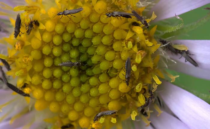 Трипсы на цветке, фото фотография насекомые