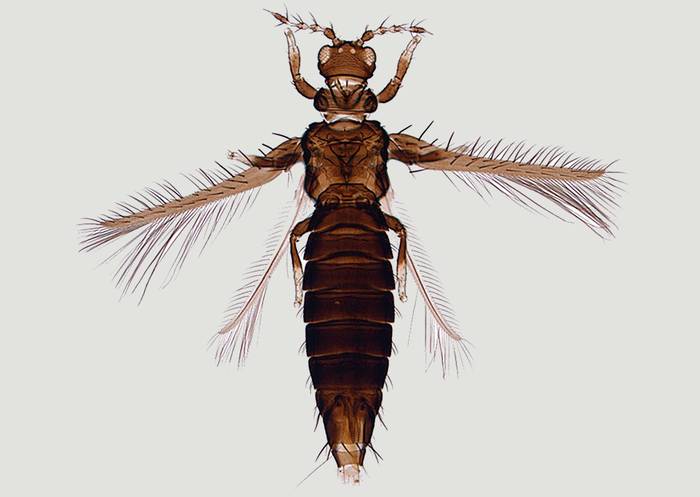 Красный трипс (Selenothrips rubrocinctus), фото фотография насекомые