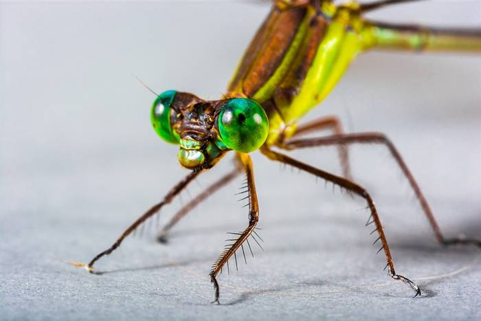 Стрекоза, глаза стрекозы, фото фотография насекомые
