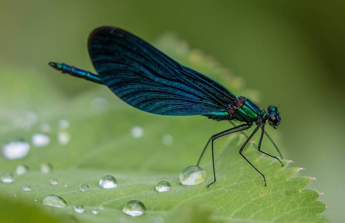 Красотка-девушка, или красотка темнокрылая (Calopteryx virgo), фото фотография насекомые