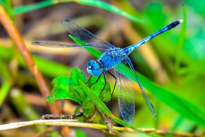 Голубая стрекоза, фото фотография насекомые