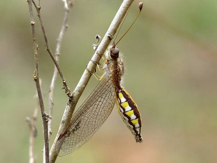 Аскалаф зловещий (Ascalaphus sinister), фото насекомые фотография